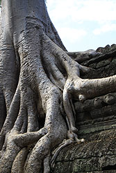 世界遺産アンコール遺跡のタプロムの巨木