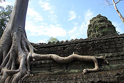 世界遺産タプロムの遺跡に根ざす巨木