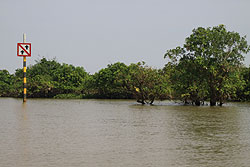 カンボジアのトンレサップ湖に沈む森