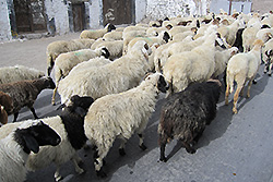 ラダックの村を歩く羊の群れ