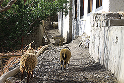 ラダックのワンラの村を歩く羊
