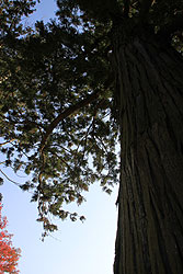 世界遺産平泉の毛越寺の大木