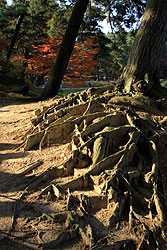 世界遺産平泉の毛越寺の大木の根