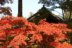 世界遺産平泉の毛越寺の紅葉