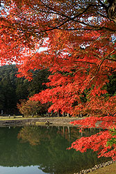 世界遺産の平泉の毛越寺の紅葉