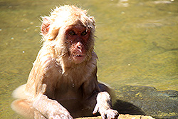 地獄谷野猿公苑の温泉に入る野生の猿