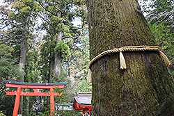  箱根神社の大木と鳥居 