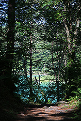磐梯高原の五色沼の森と弁天沼