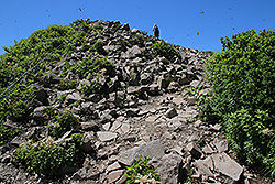 トンボが飛び交う日本百名山の磐梯山の山頂