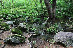 磐梯高原の五色沼の小川
