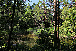 磐梯高原の五色沼の森