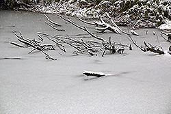 万座温泉の凍った池に沈む枯れ木