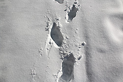 雪原に続く足跡