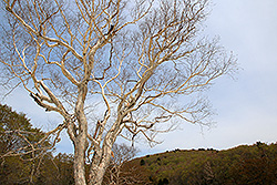 蔵王国定公園の大木