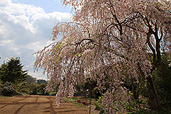 蔵王温泉の満開の桜