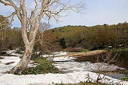 蔵王国定公園の片貝沼と大木