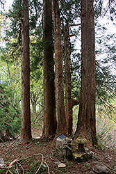 蔵王国定公園の森林の大木
