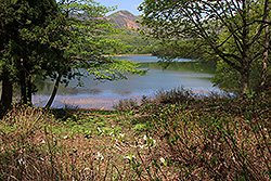 蔵王温泉の鴫の谷地沼と水芭蕉の群生