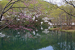 蔵王国定公園のドッコ沼