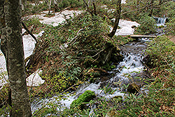蔵王国定公園の森の中を流れる小川