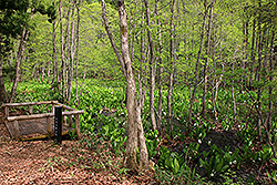 蔵王温泉の鴫の谷地沼の水芭蕉の群生と森林