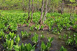 蔵王温泉の鴫の谷地沼に咲く水芭蕉の群生