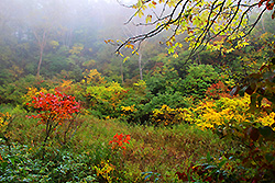 福島の磐梯山の紅葉