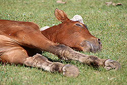 草原で気持ちよさそうに眠る仔馬