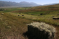 キルギスの干し草