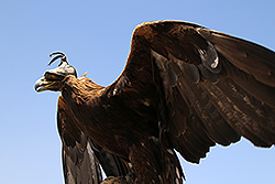 キルギスの鷹匠の鷹