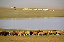 キルギスの早朝のソン・クルと湖畔を歩く羊の群れ