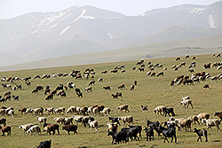 キルギスのソン・クル湖畔で放牧されている羊とヤギの群れ