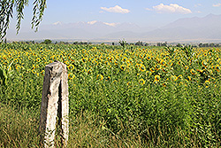 キルギスのヒマワリ畑と天山山脈
