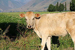 キルギスのチョンケミンの村の子牛