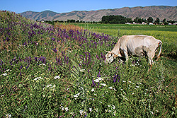 花が咲き誇るキルギスのチョンケミン渓谷と牛