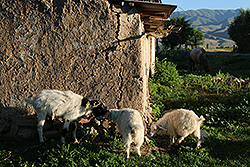 キルギスのチョンケミンの農家