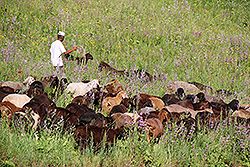 キルギスのカラコル渓谷の羊の群れと羊飼い