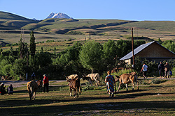 牛が放牧に向かう早朝のキルギスのカラコル