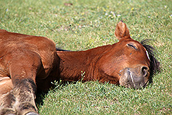 キルギスのバルスコーン渓谷で眠る仔馬