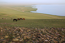 キルギスのソン・クル湖畔の草原と馬