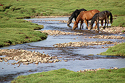 キルギスのソン・クル湖畔の草原で水を飲む馬