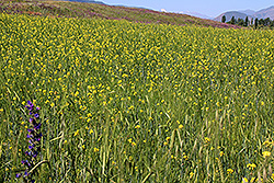 キルギスのチョンケミン渓谷の花畑