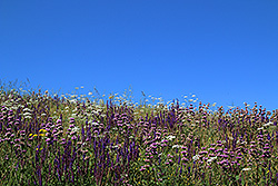 キルギスの花畑と青空