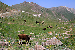 キルギスの天山山脈と牛