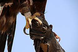 キルギスの鷹匠の鷹の爪