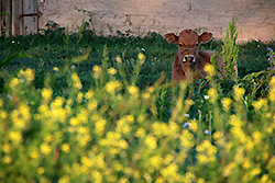 キルギスの早朝のチョンケミン渓谷の牛