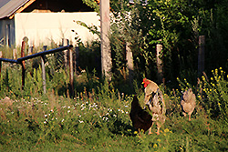 キルギスの早朝のチョンケミン渓谷のニワトリ