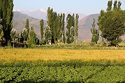 キルギスのチョンケミン渓谷の畑
