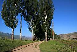 キルギスのチョンケミン渓谷のポプラ並木