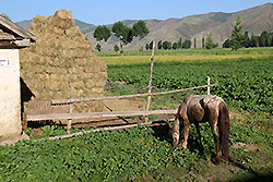 キルギスのチョンケミン渓谷の農家と馬